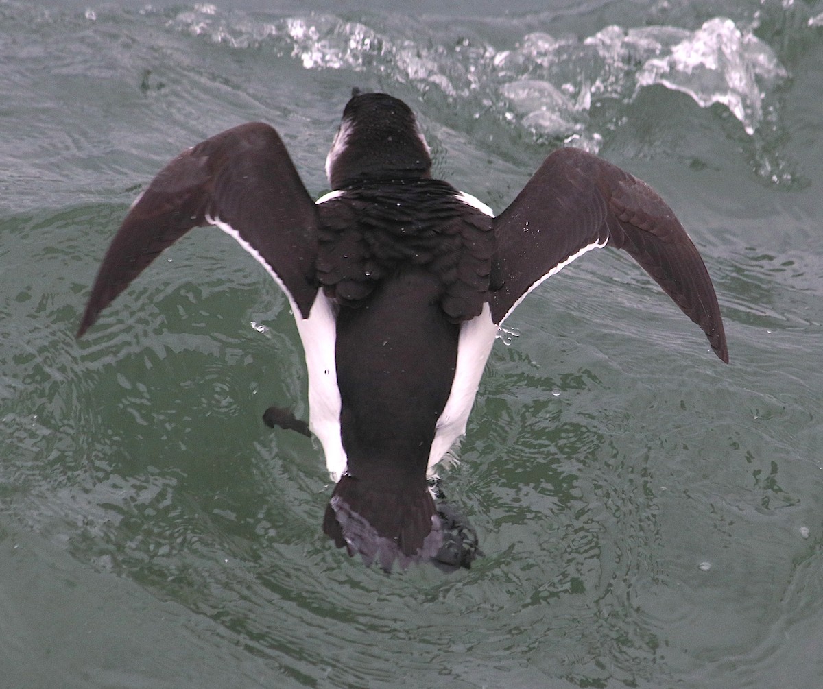 Gazza marina - ML644641882