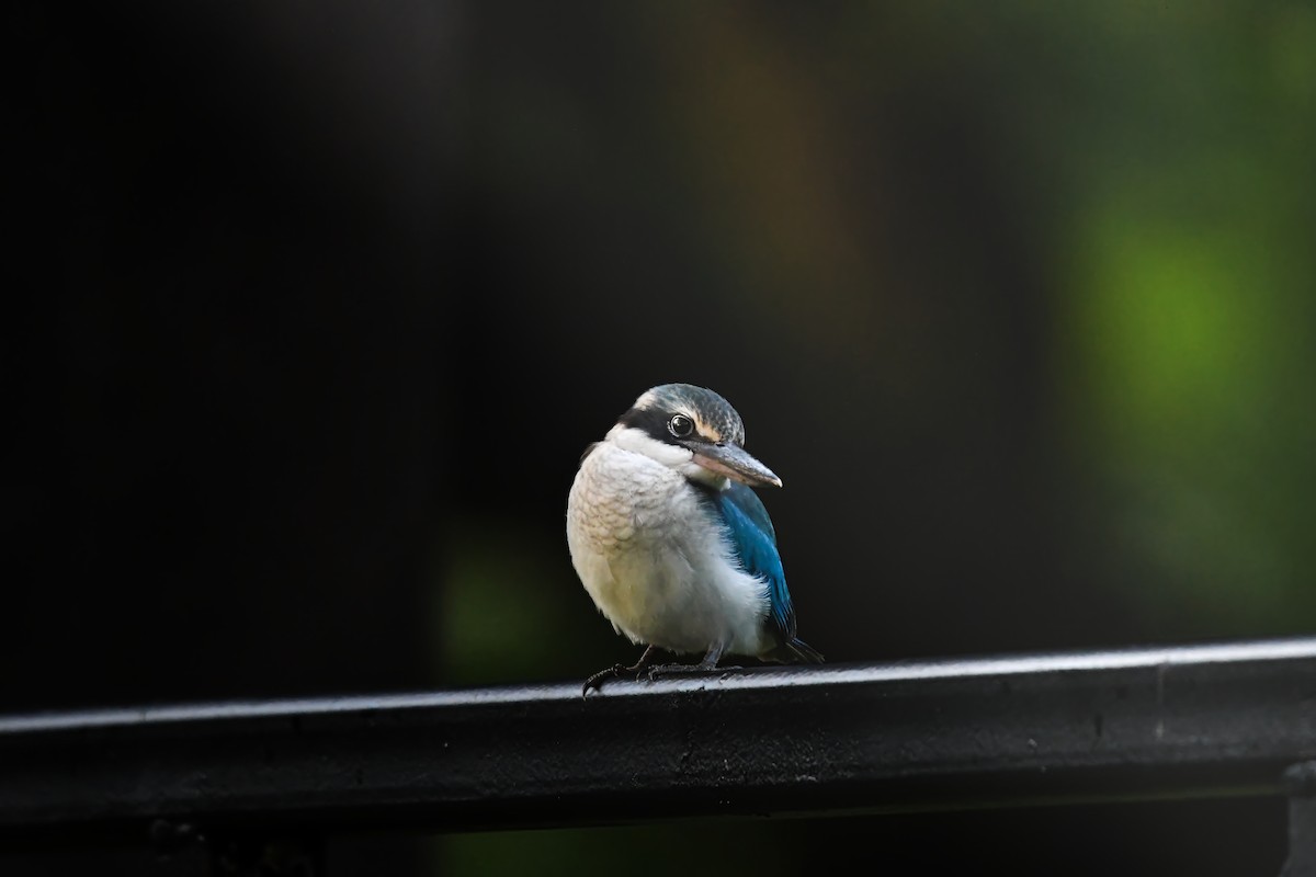 Воротничковая альциона - ML644641884