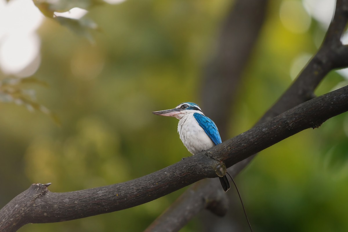 Воротничковая альциона - ML644641885