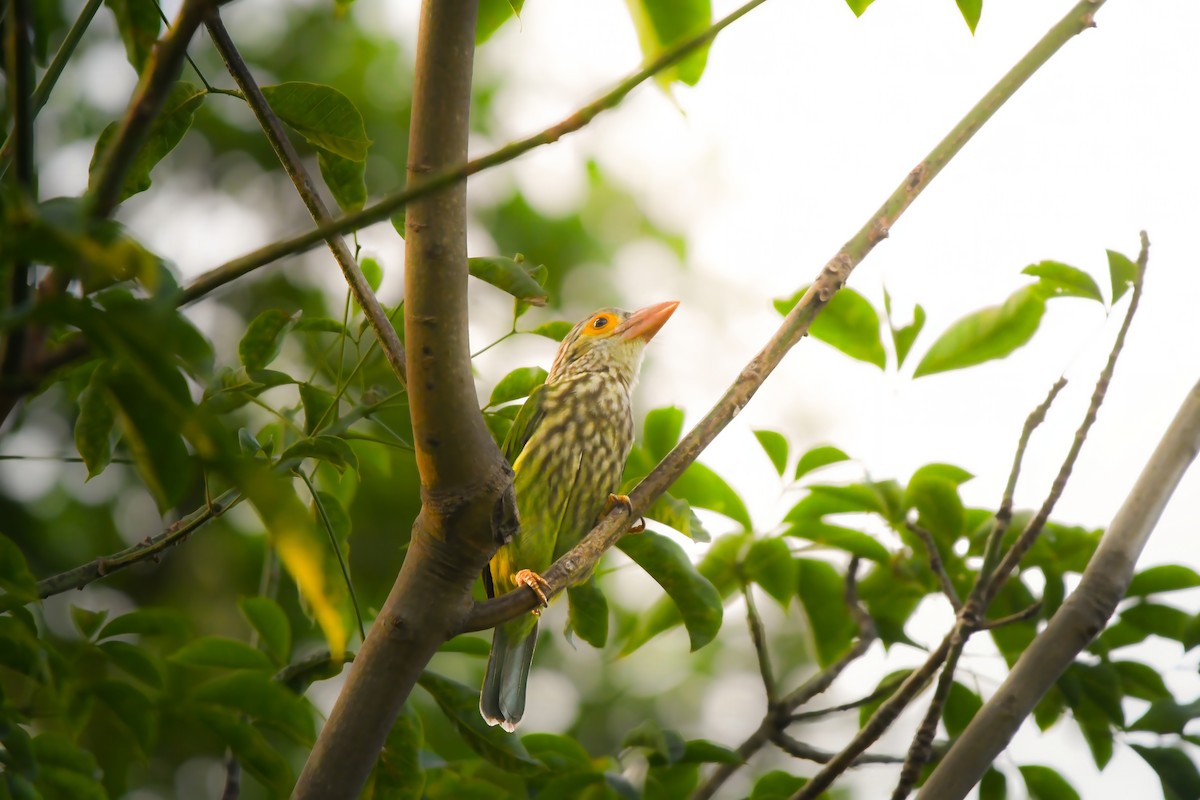 Полосатый бородастик - ML644641889