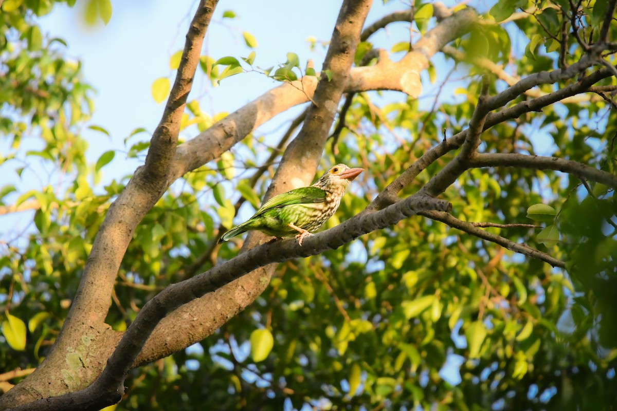 Полосатый бородастик - ML644641890