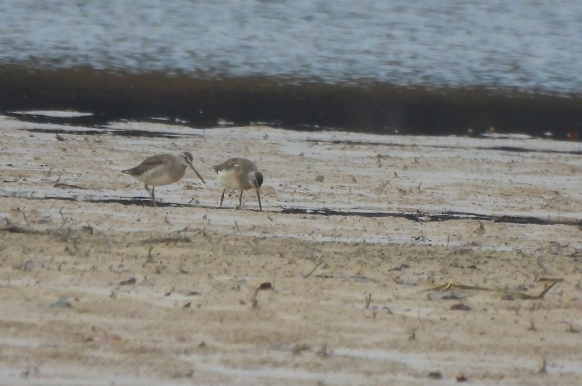 長嘴半蹼鷸 - ML644641894