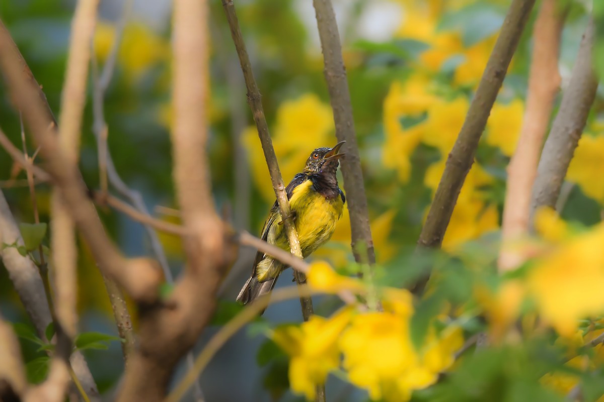 Коричневогорлая нектарница - ML644641900