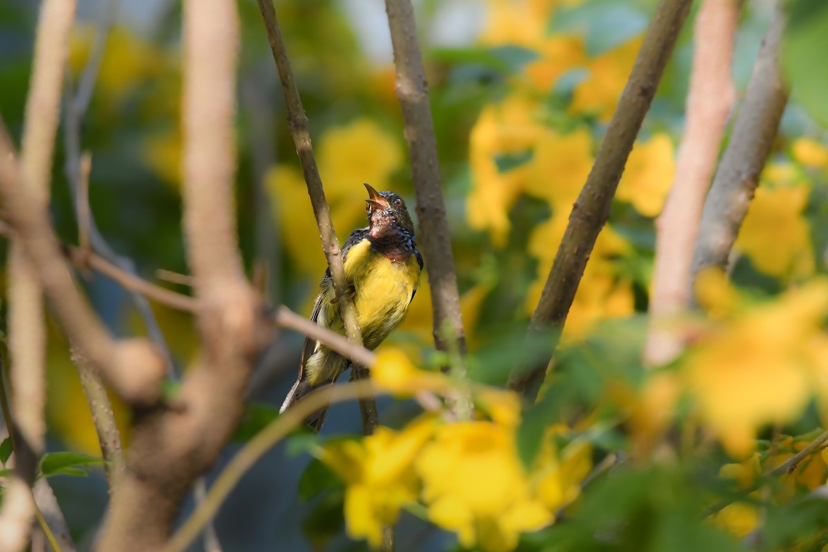 Коричневогорлая нектарница - ML644641901