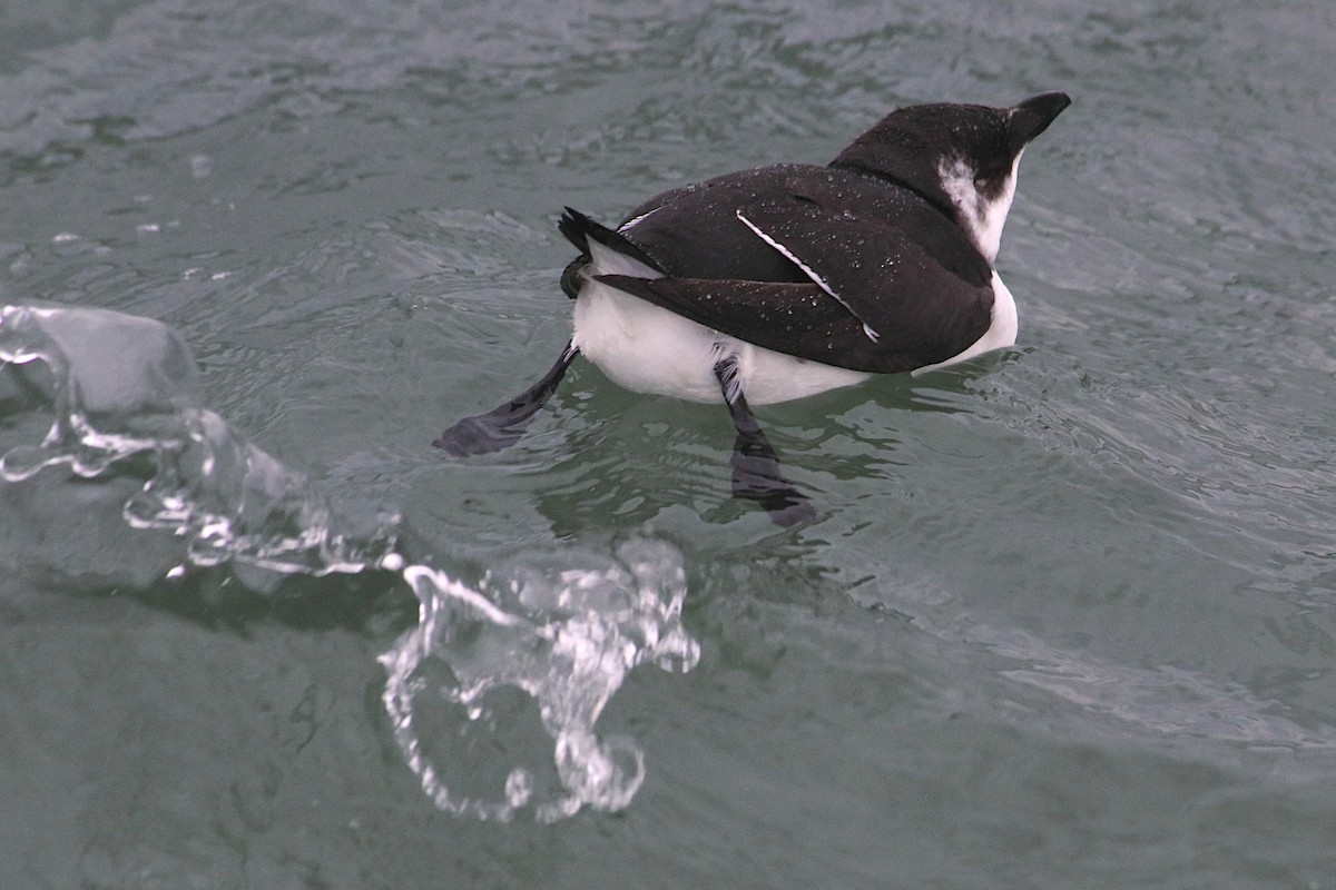 Gazza marina - ML644641902