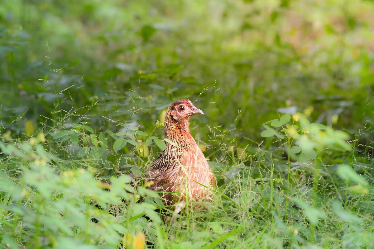 Банкивский петух - ML644641906