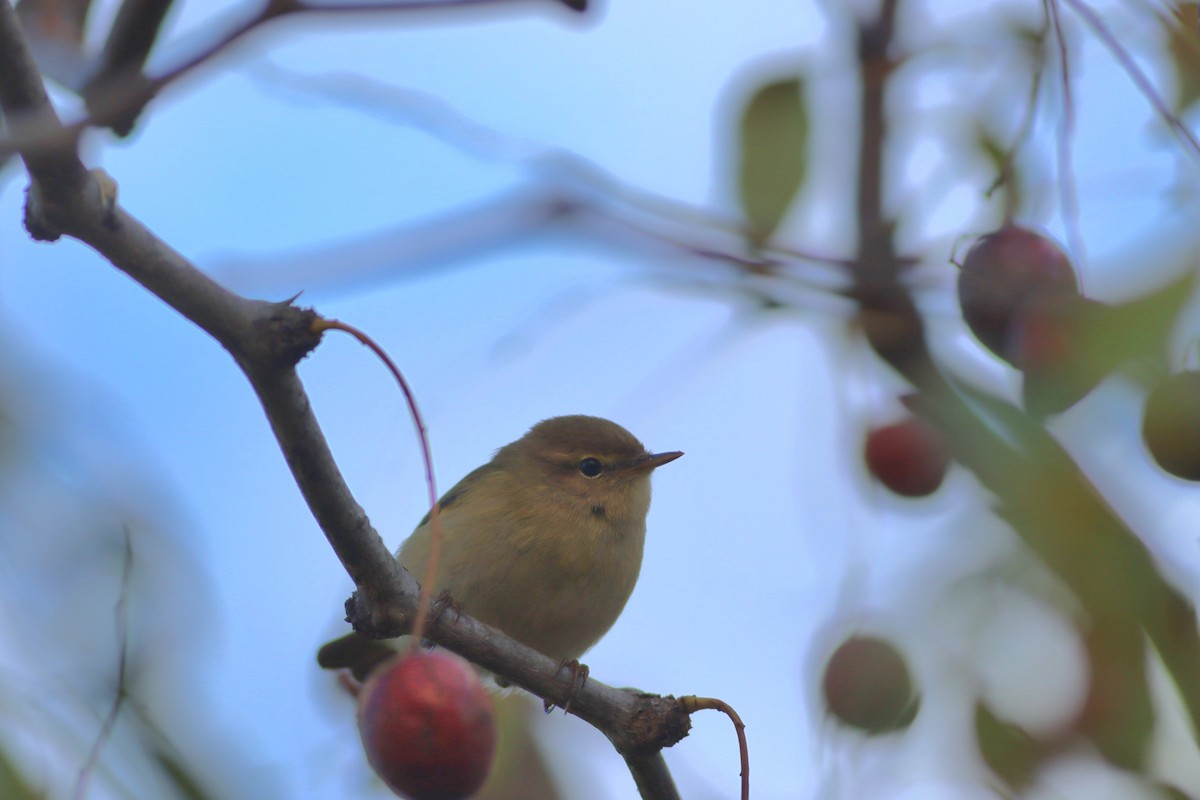 Çıvgın - ML644641912