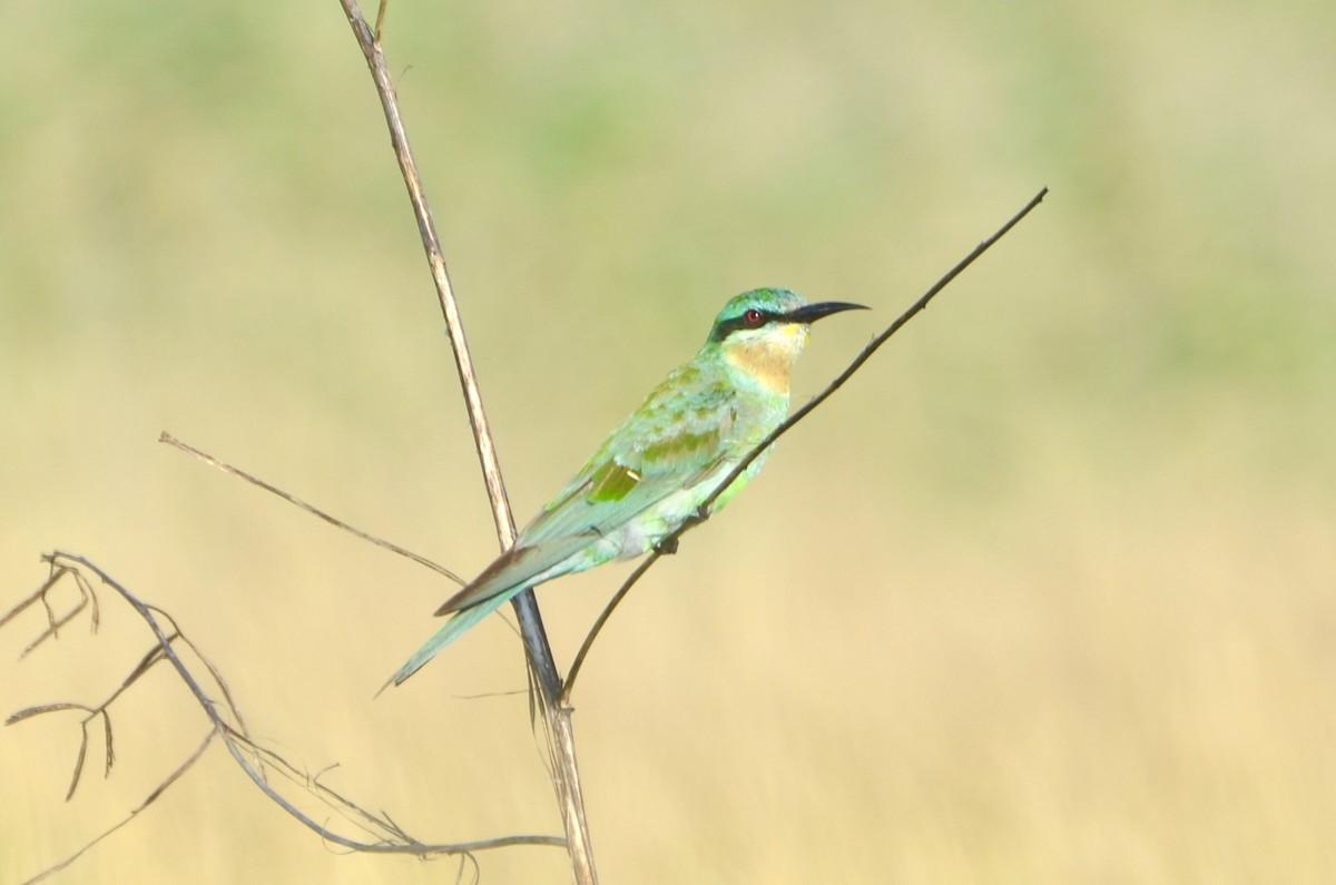 Yeşil Arıkuşu - ML644641913