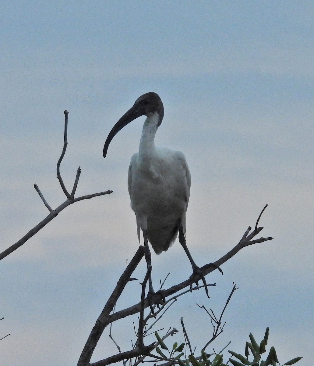 Oriyental Kutsal Aynağı - ML644641914