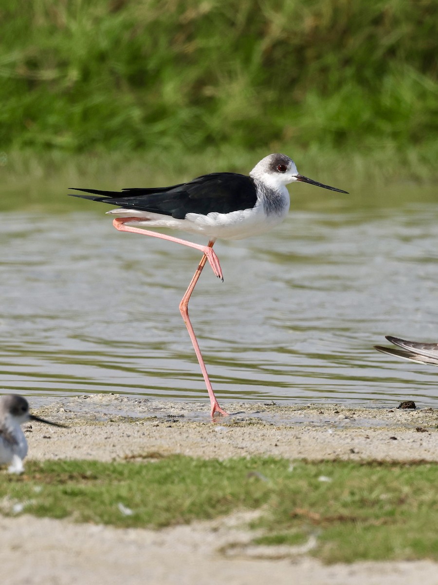 Uzunbacak - ML644641915