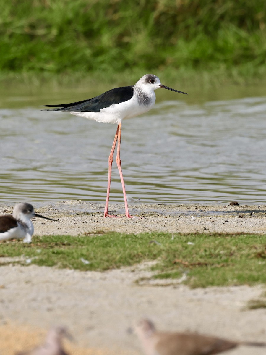 Uzunbacak - ML644641916