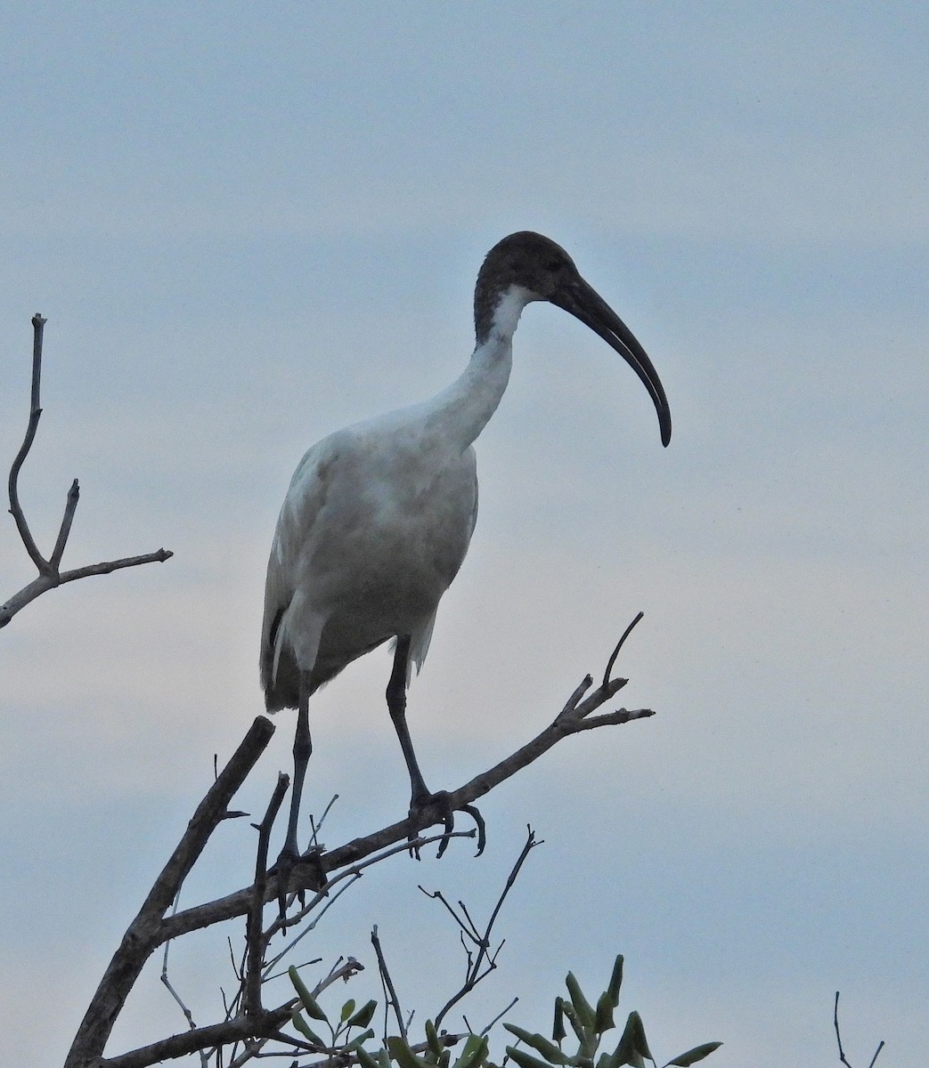Oriyental Kutsal Aynağı - ML644641917