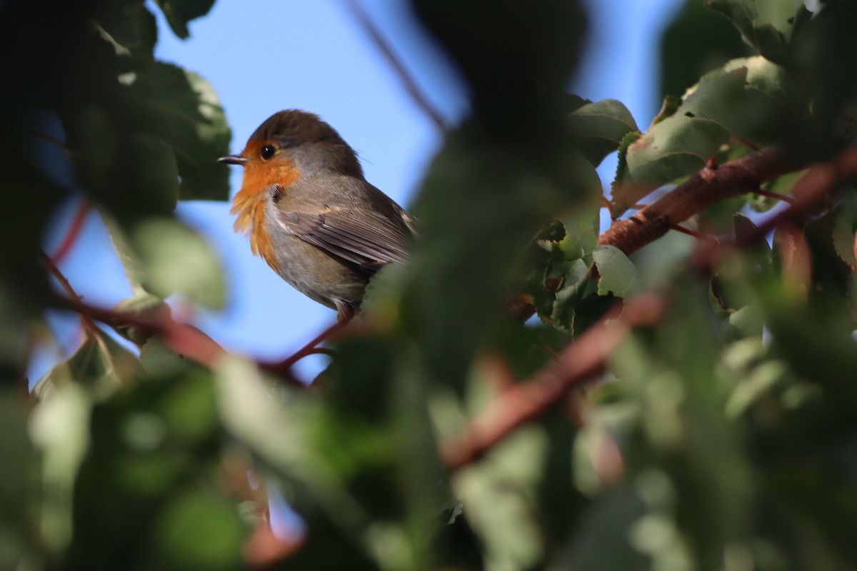 Kızılgerdan - ML644641918