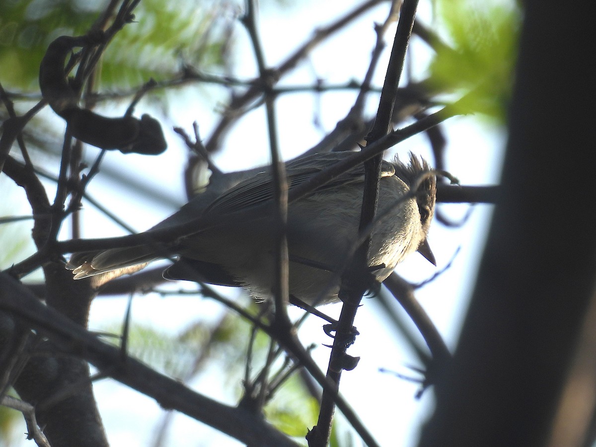 Güneyli Bıyıksız Tiranulet - ML644641920