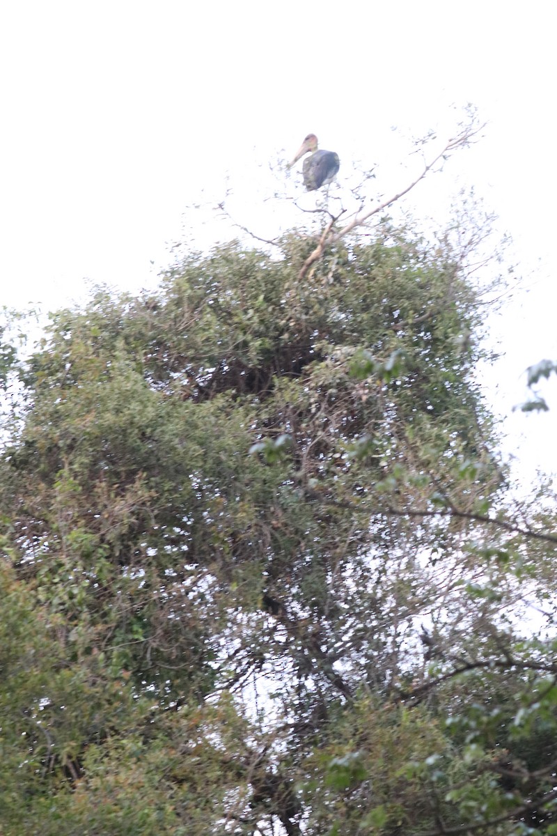 Marabu - ML644641922