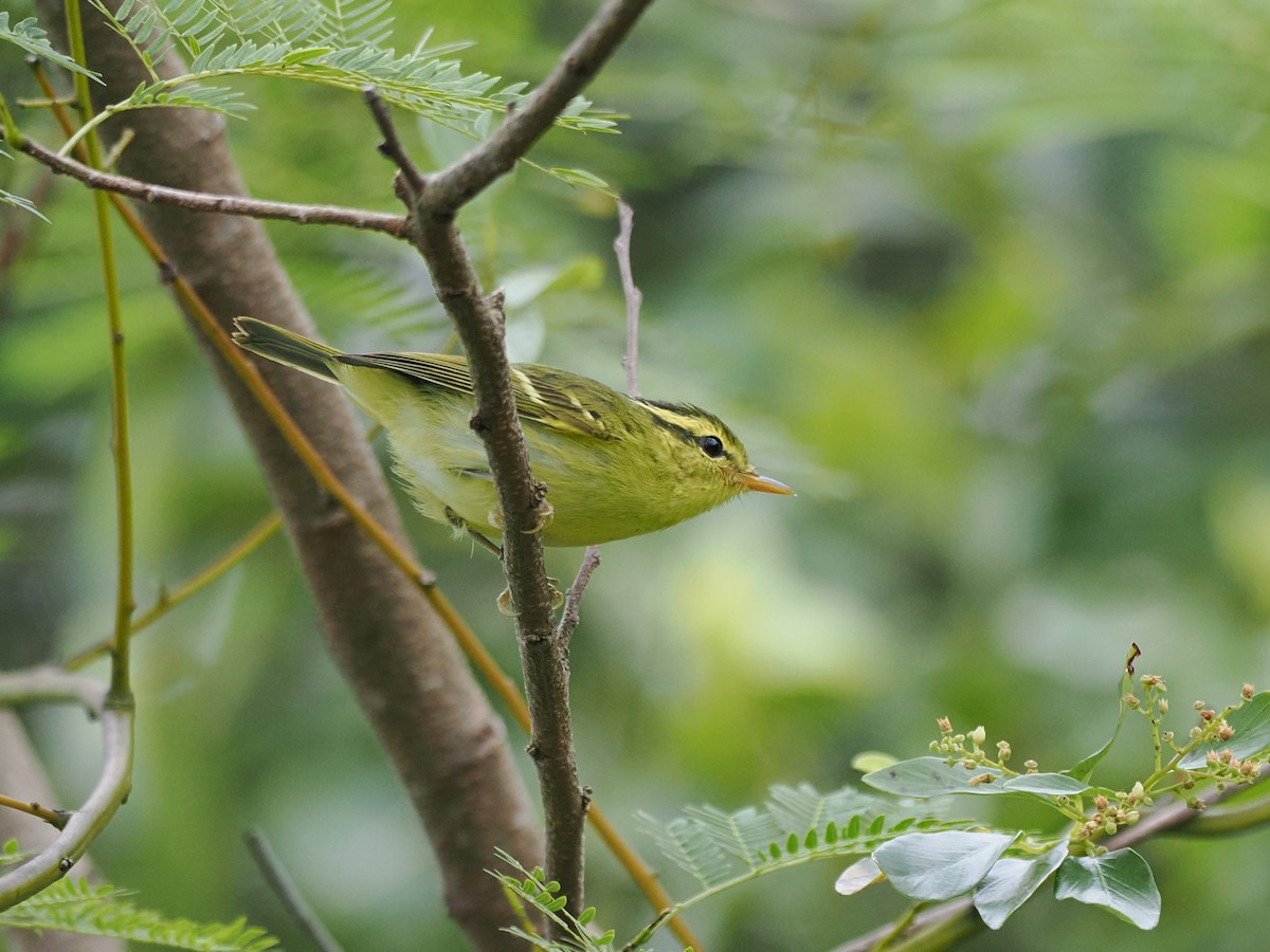 Hartert Çıvgını - ML644641924