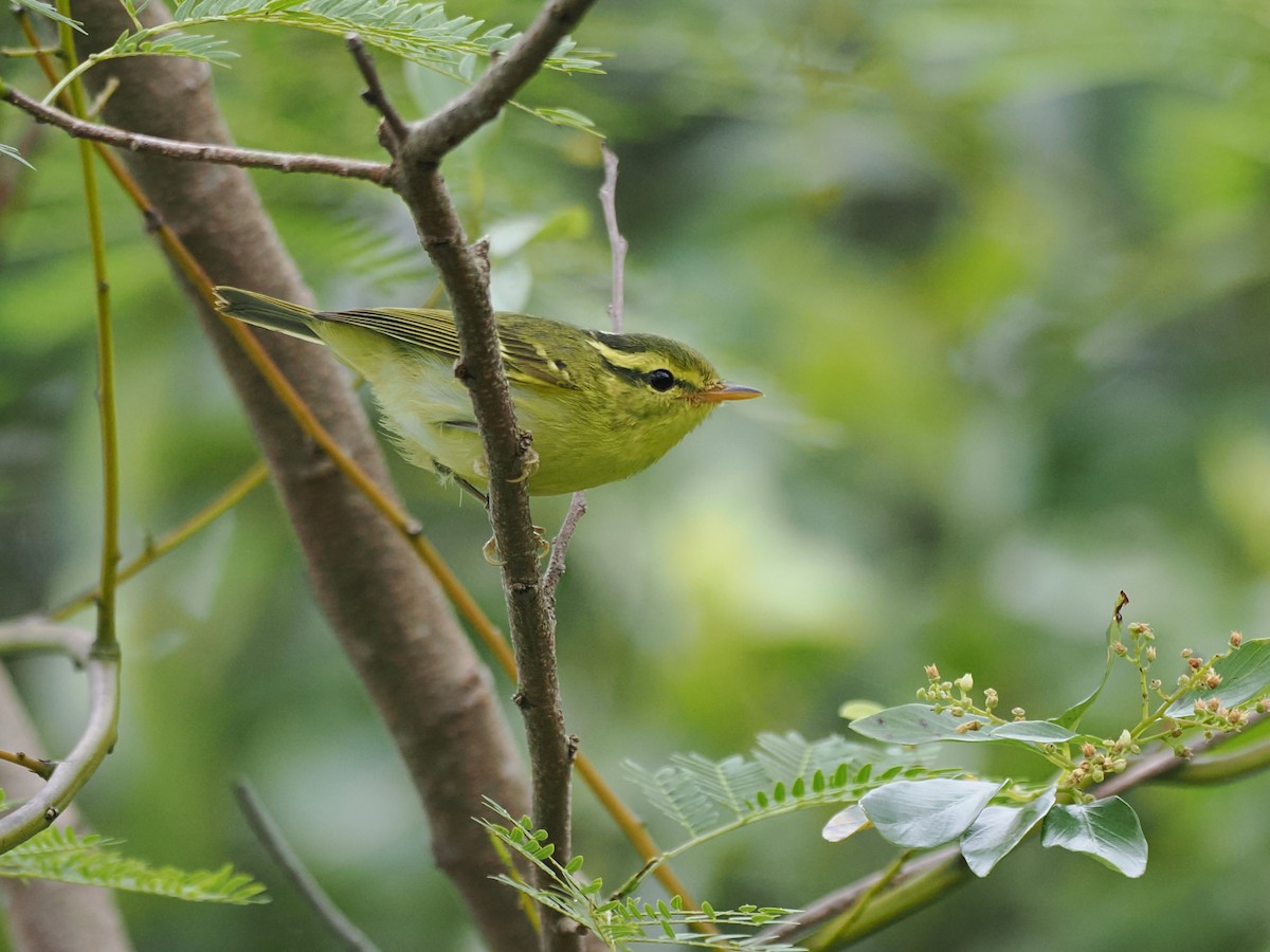 Hartert Çıvgını - ML644641925