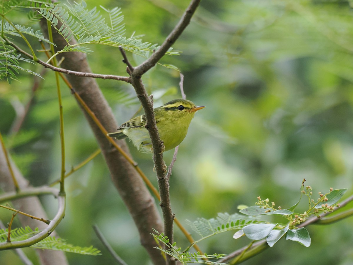 Hartert Çıvgını - ML644641926