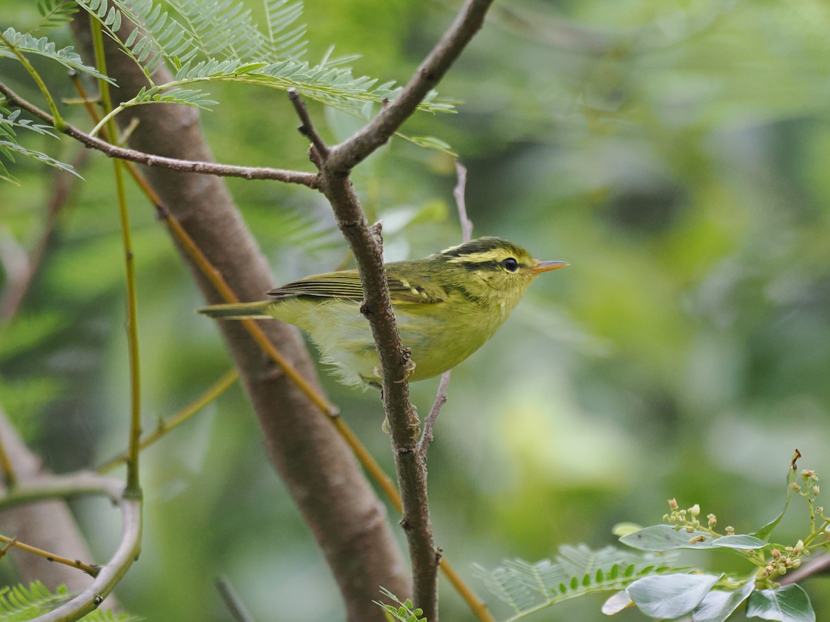 Hartert Çıvgını - ML644641927