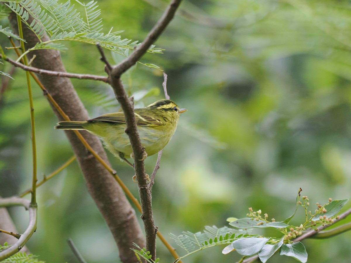 Hartert Çıvgını - ML644641928