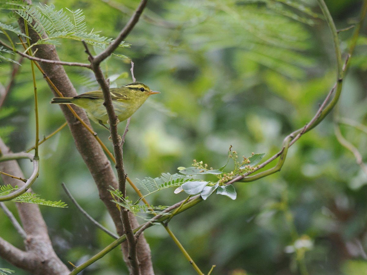 Hartert Çıvgını - ML644641929