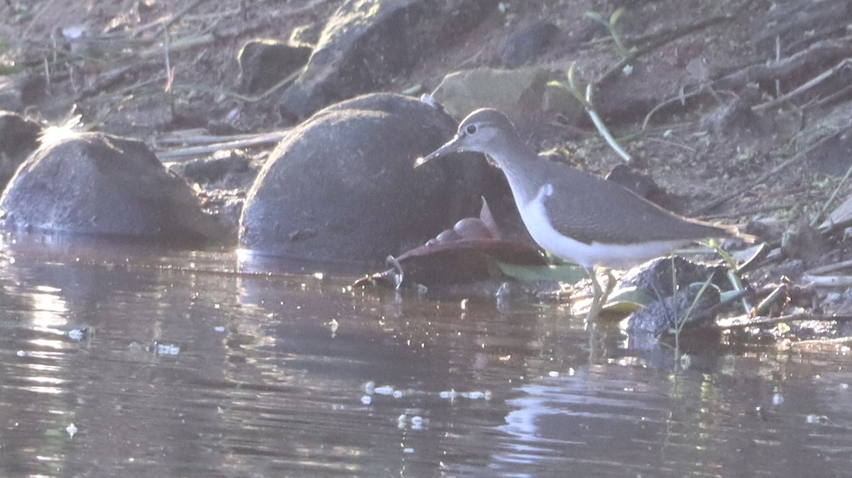 Dere Düdükçünü - ML644641930