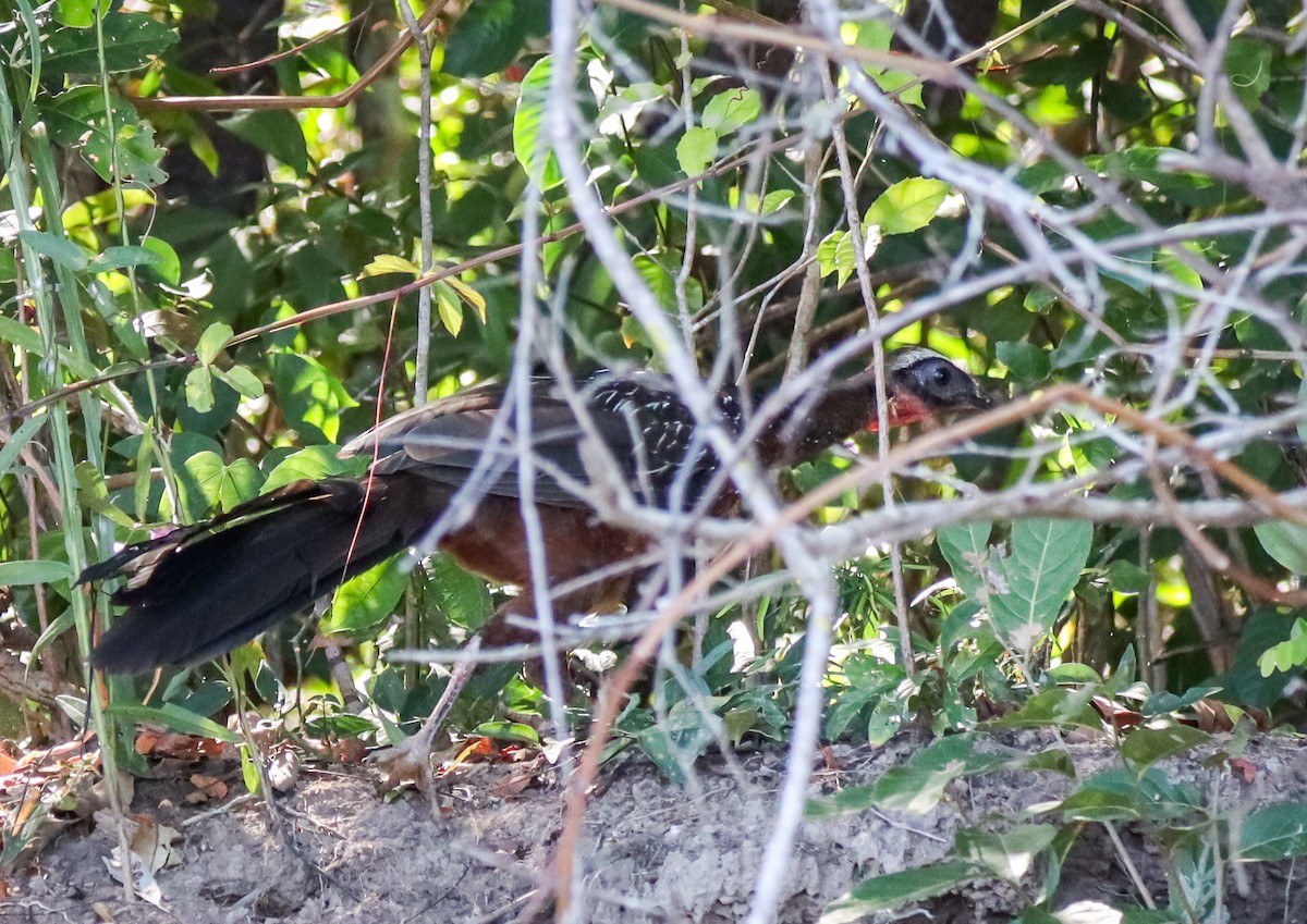 Kızıl Karınlı Guan - ML644641931