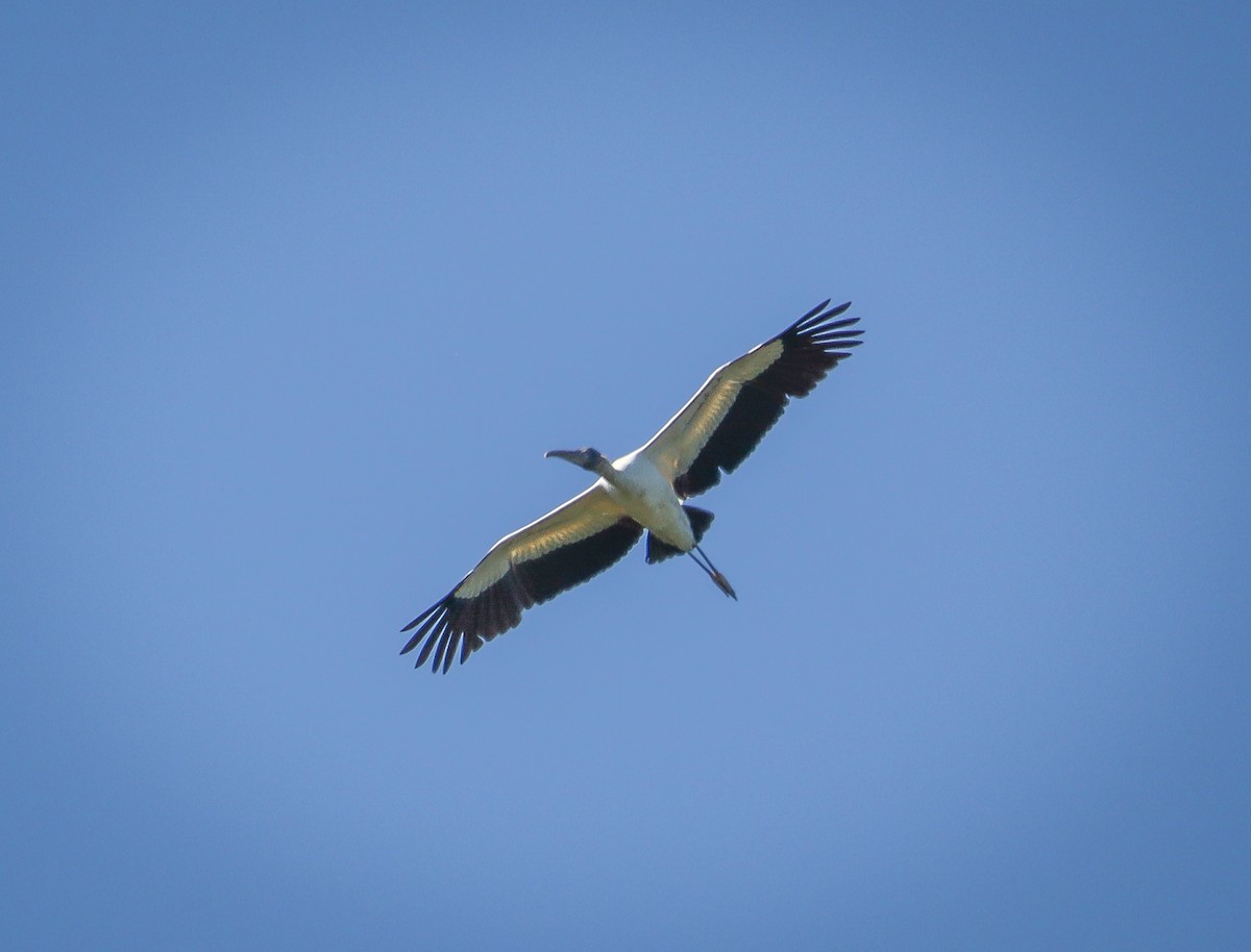 Kara Boyunlu Orman Leyleği - ML644641937