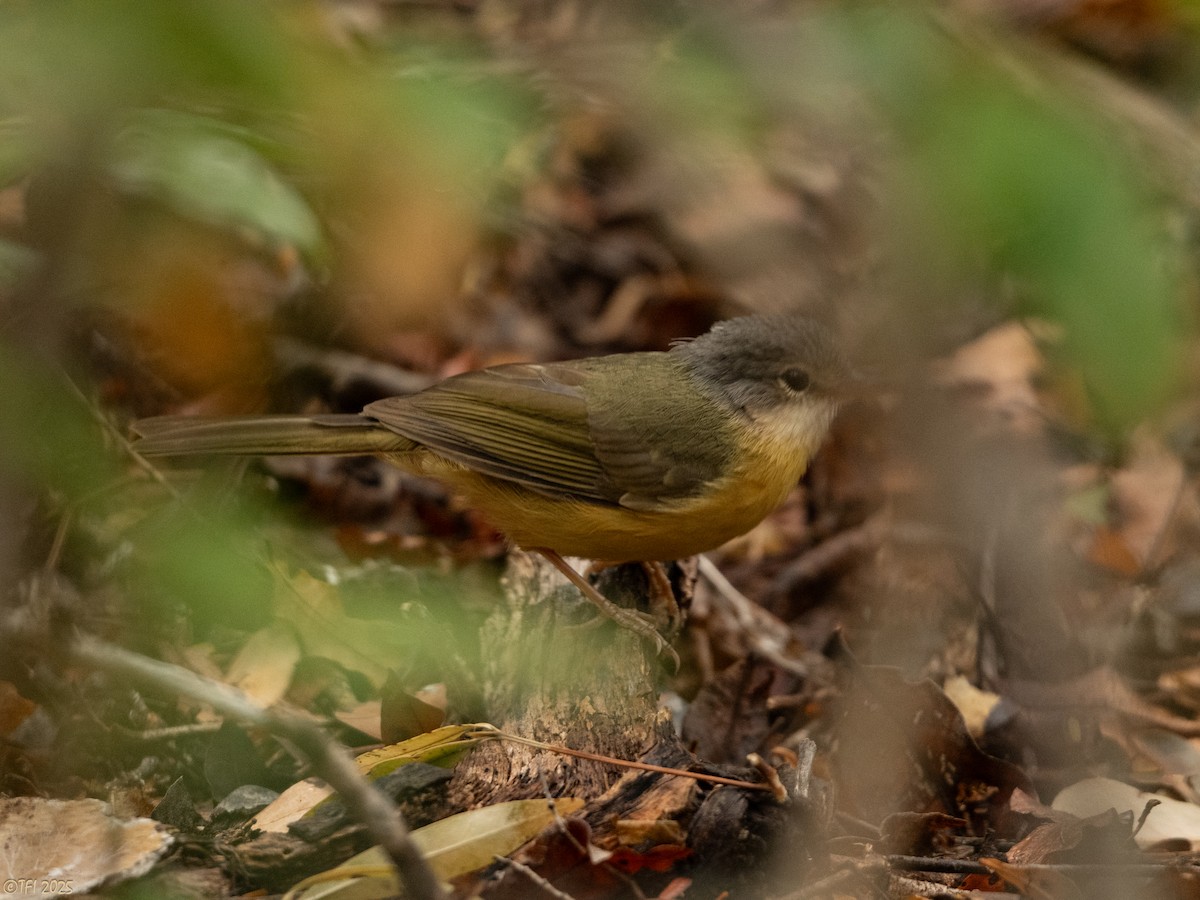 Appert Tetrakası - ML644641938