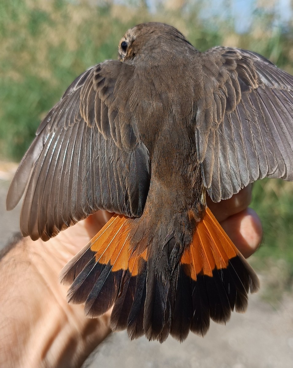 Mavigerdan - ML644641940