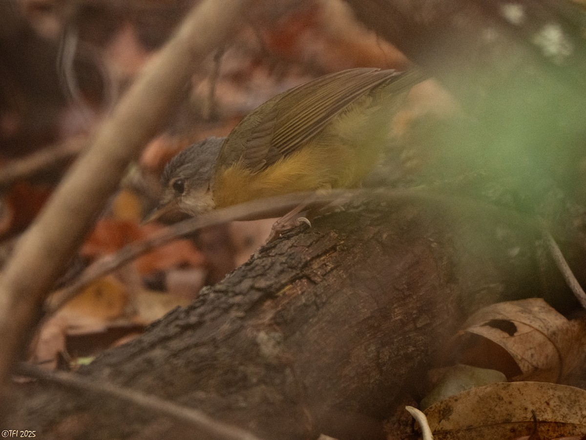 Appert Tetrakası - ML644641941