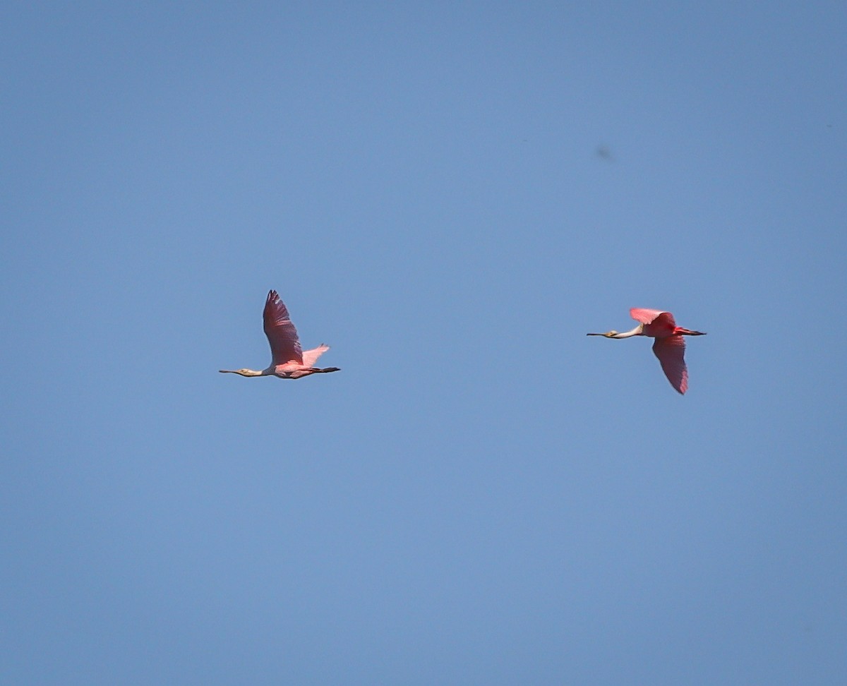 Pembe Kaşıkçı - ML644641942