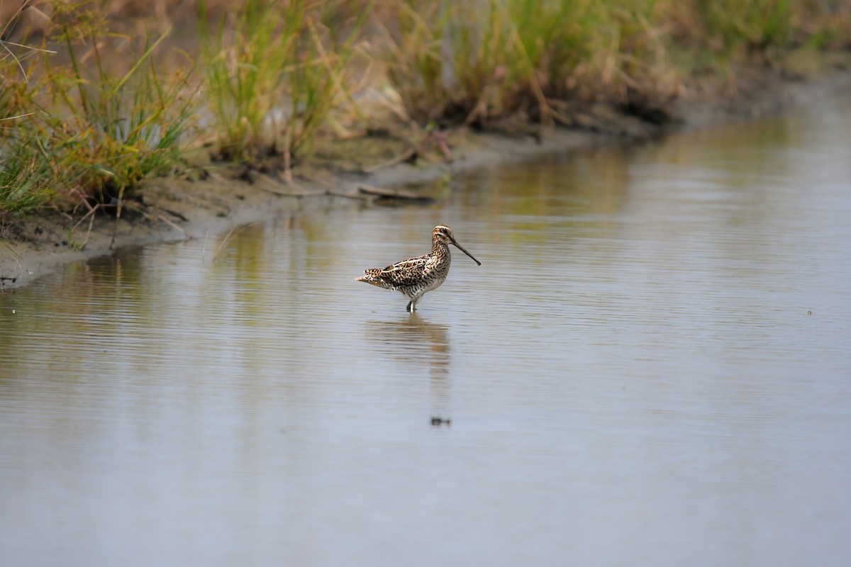 tanımsız Gallinago sp. - ML644641944