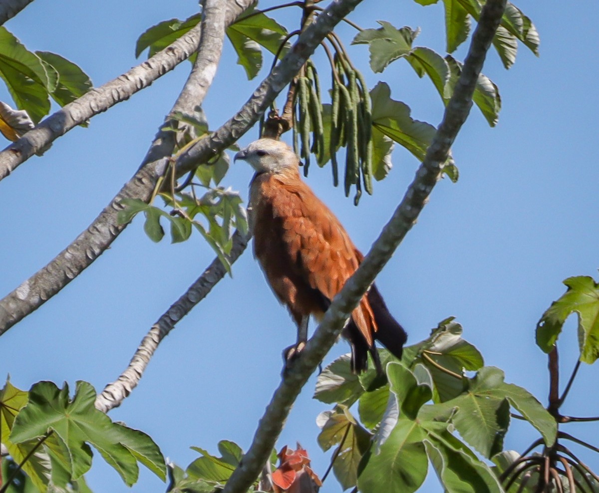 Kara Boyunlu Şahin - ML644641945