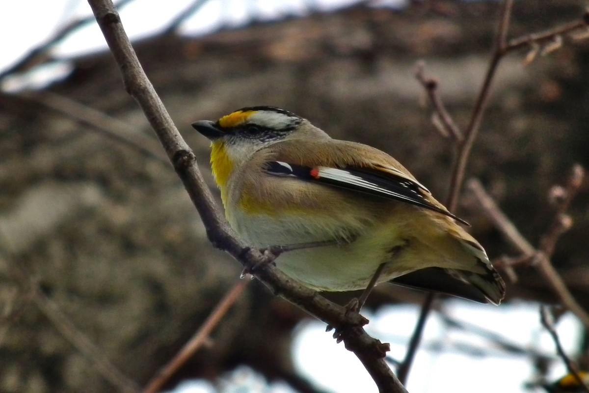 Çizgili Panterkuşu - ML644641946