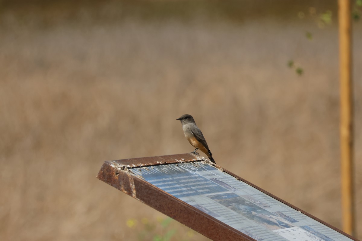 Say's Phoebe - ML644641951