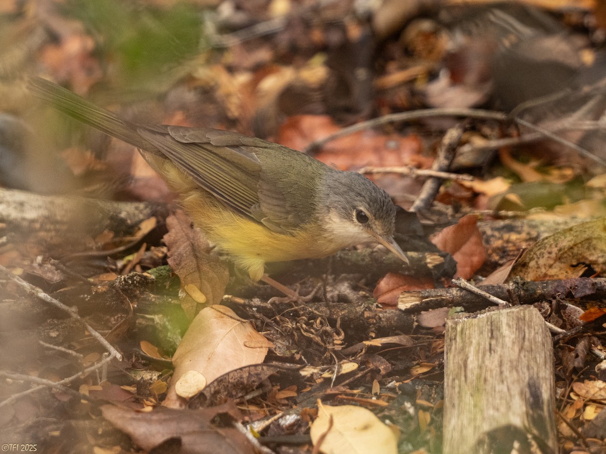 Appert's Tetraka - ML644641974