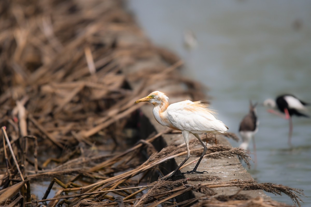 Eastern Cattle-Egret - ML644641994