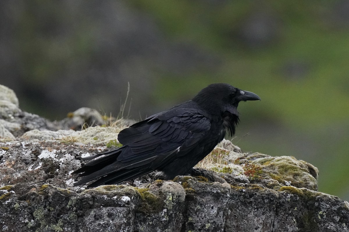 Erroi handia - ML644642002