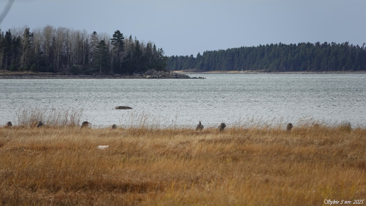 Koartza hauskara amerikarra - ML644642003