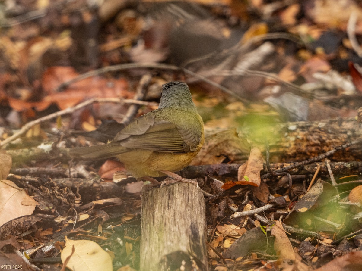 Appert's Tetraka - ML644642004