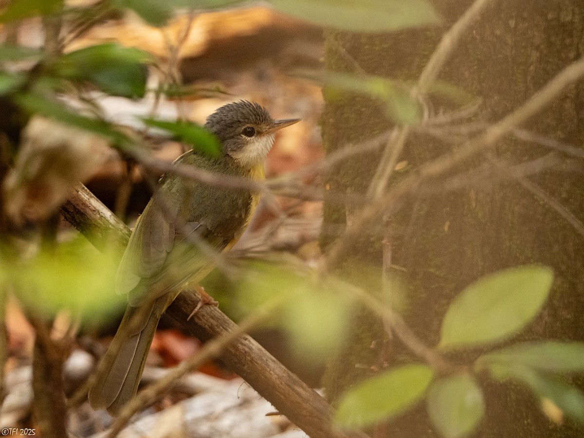 Appert's Tetraka - ML644642007