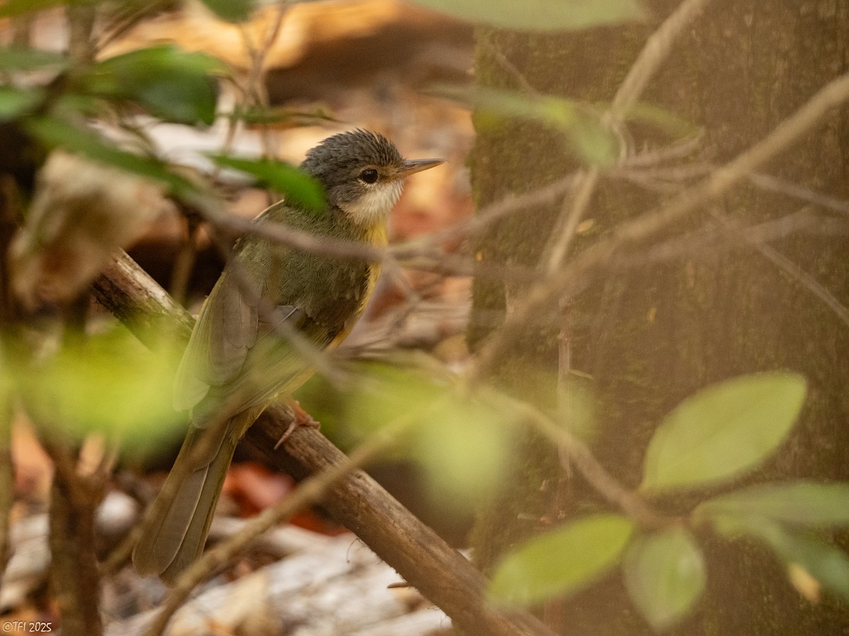 Appert's Tetraka - ML644642009