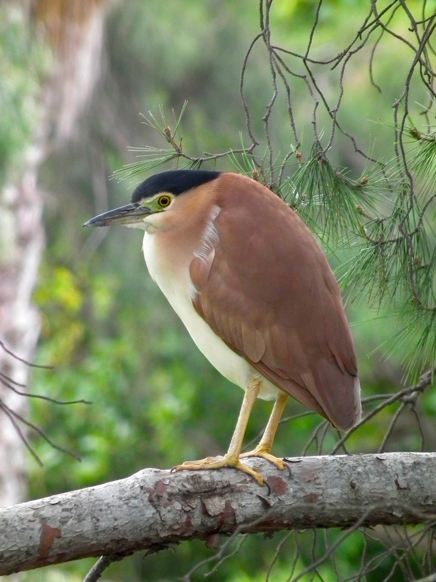 Nankeen Night Heron - ML644642010