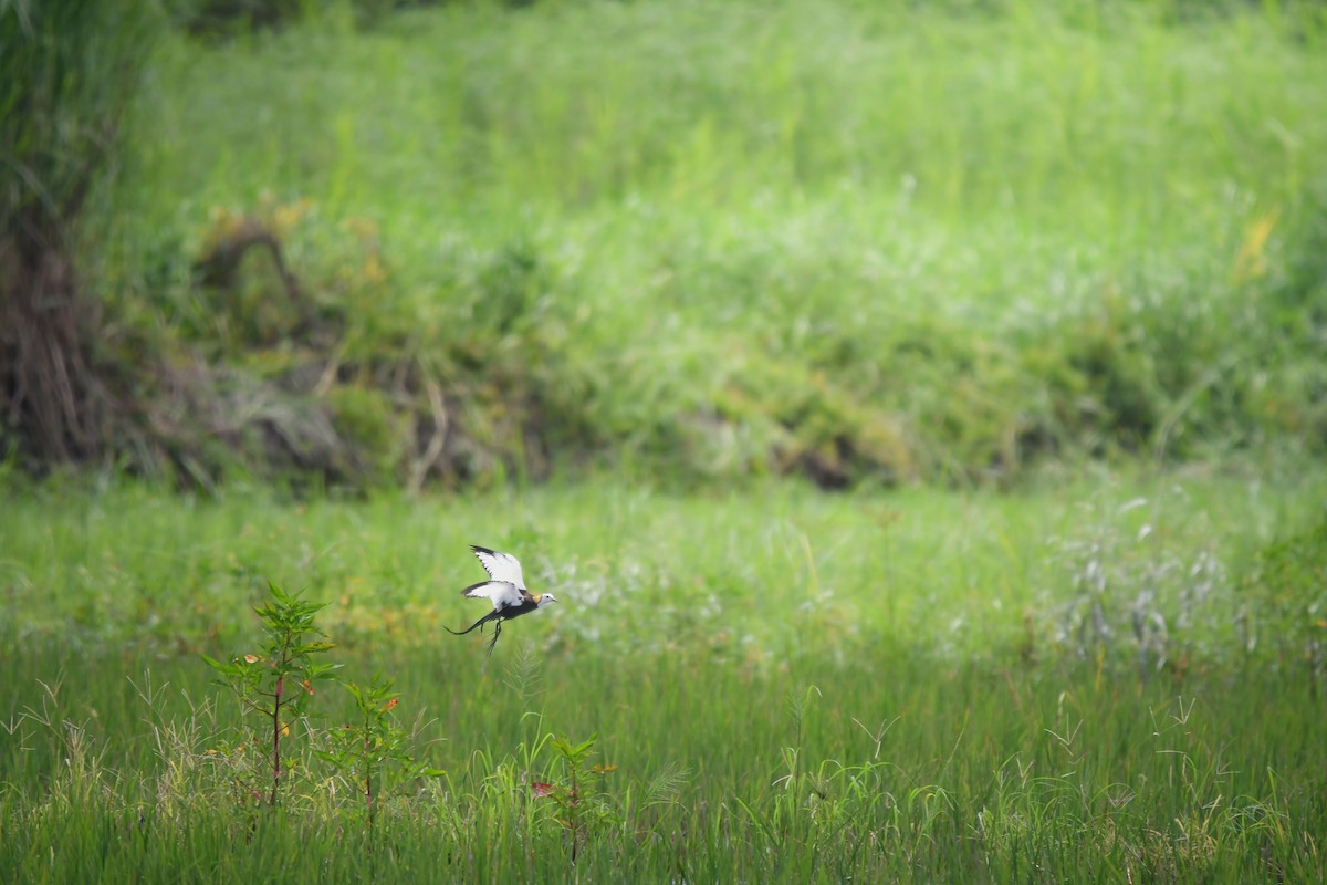 Фазанохвостая якана - ML644642012