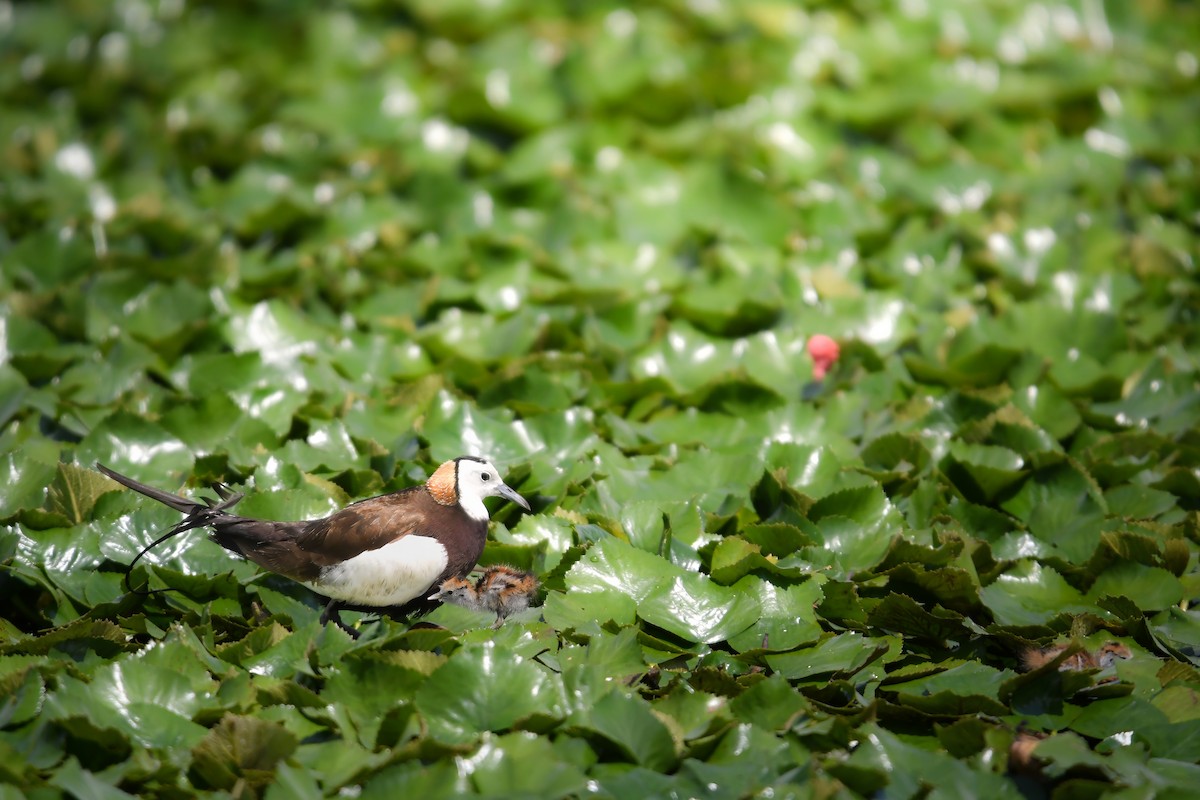 Фазанохвостая якана - ML644642013