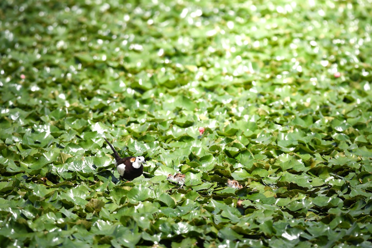 Фазанохвостая якана - ML644642014