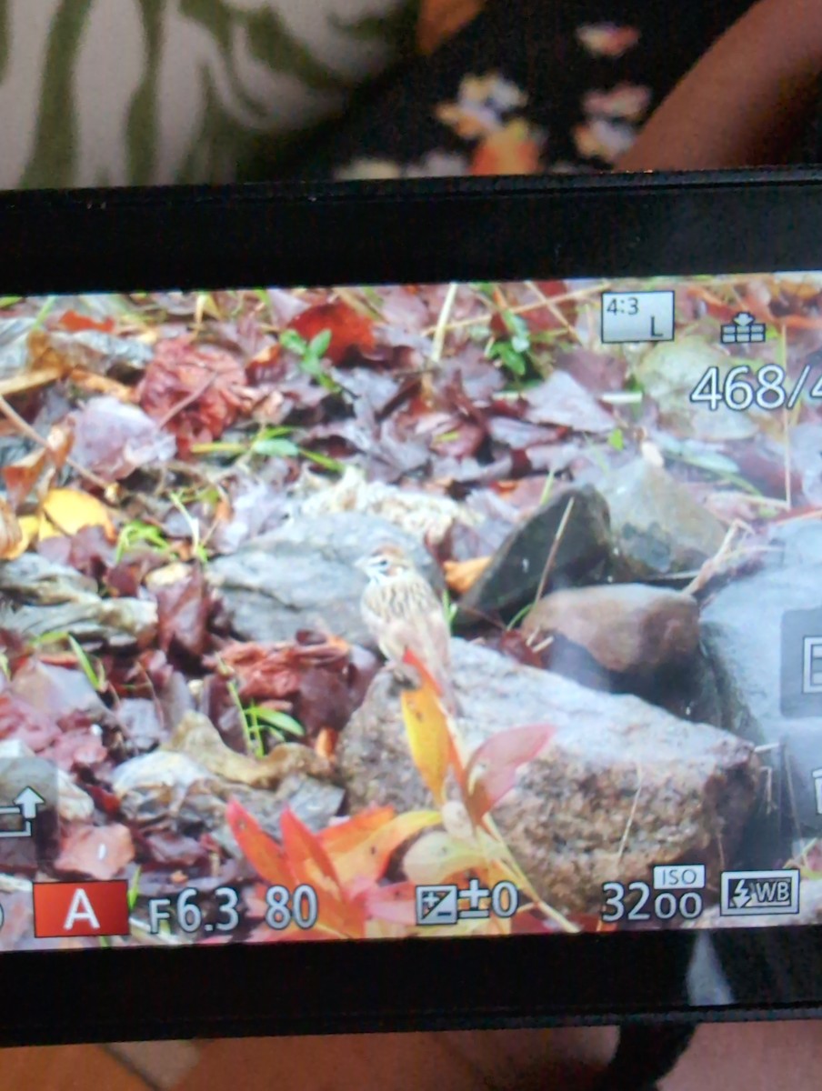 Lark Sparrow - ML644642019