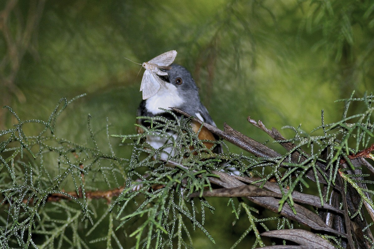 Black-collared Apalis - ML644642021