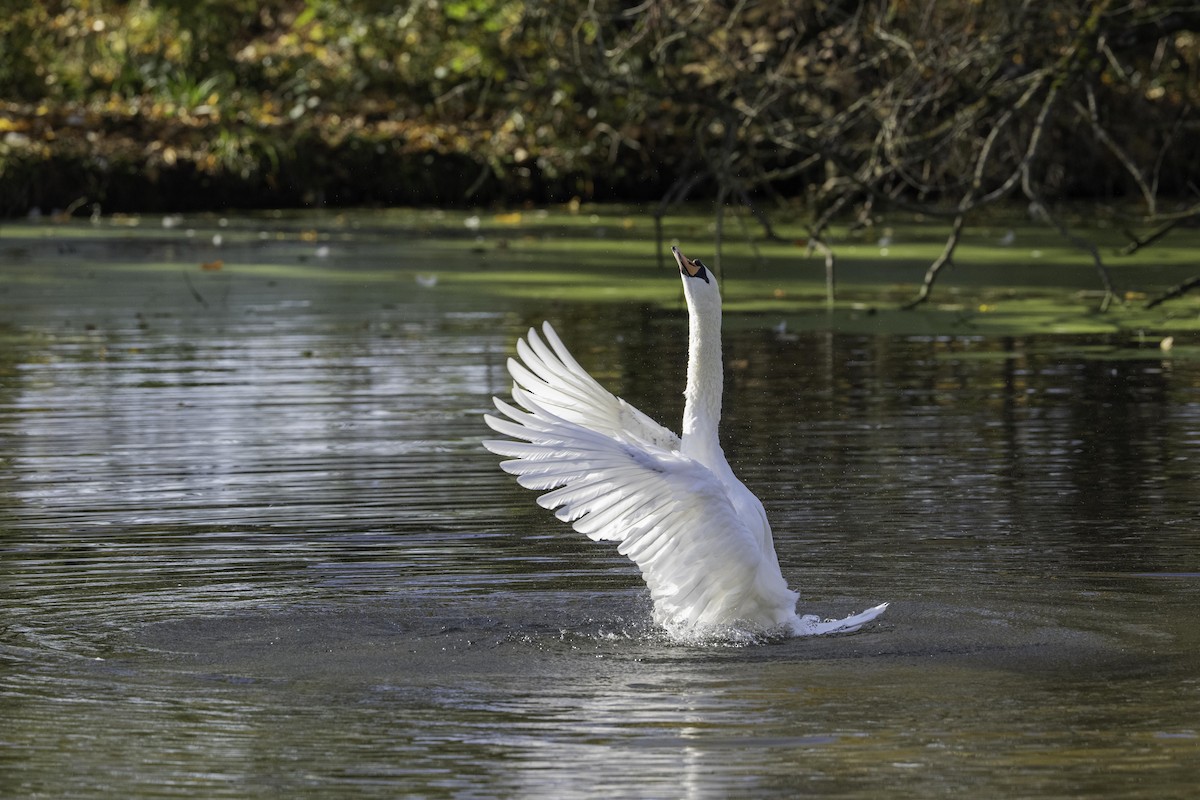 Mute Swan - ML644642023